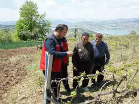 Kahramanmaraş’ta Kabarcık Üzüm’e koruma hamlesi
