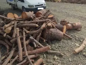 Kahramanmaraş’ta kaçak orman emvali
