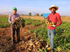 Kahramanmaraş’ta şeker pancarı hasadı başladı
