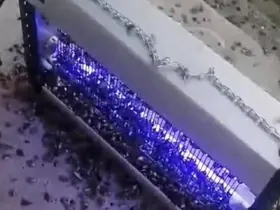 Kahverengi kokarcaya ultraviyole çözüm
