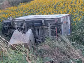 Kamyonet ayçiçeği tarlasına uçtu
