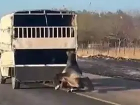 Kamyonetten yola düşen at yolda sürüklendi