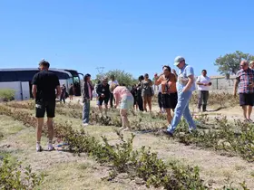 Kapadokya’da turistler ‘aronya’ hasadı yaptı
