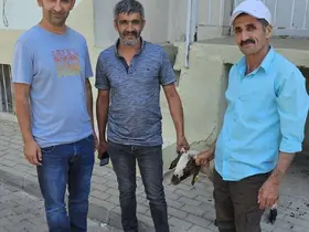 Kapılara toslayan kuzunun sahibi küpesinden bulundu
