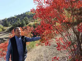Kaplaç Ağaçları doğayı kırmızıya boyadı

