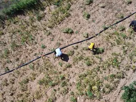 Kar suyuyla sulanan, beyaz fasulyede hasat zamanı
