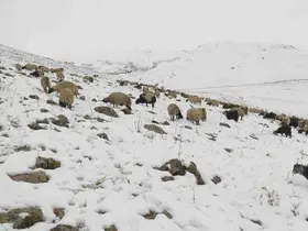 Kar yağdı, koyun sürüsü yaylada kaldı
