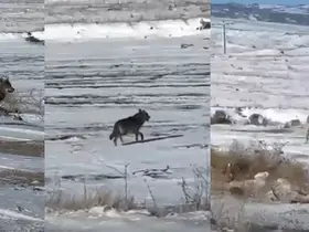 Kar yağdı, kurtlar şehre yaklaştı
