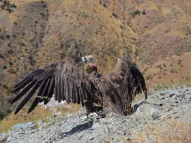 Kara akbabanın yaşam alanları uyduyla izlenecek
