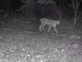 Karabük’te vaşak ve yavrusu ile kurt, fotokapana yansıdı
