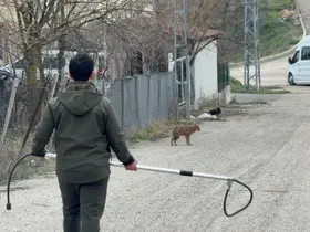 Karabük’te yerleşim yerine inen hasta çakal tedavi edilip doğaya salındı

