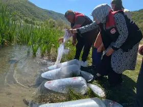 Karabük’teki göletlere 105 bin yavru balık bırakıldı
