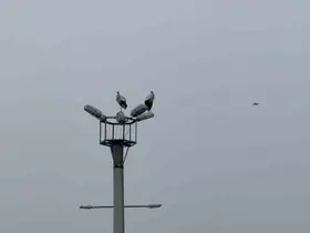Karabük’ün simgesi haline gelen leylek dronla görüntülendi
