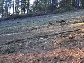 Karaca ailesi Ganos Dağları’nda fotokapana takıldı
