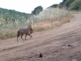Karaca, kurt, porsuk ne ararsan var... Ağzında karaca taşırken görüntülendi
