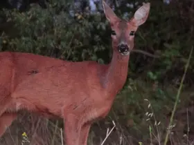 Karaca tarlada otlandı, kurt ise kar altında yiyecek aradı
