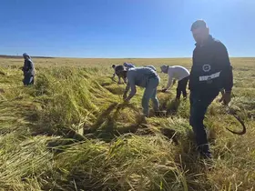 Karacadağ pirincinde ilaç kalıntısı olmadığı analizlerle doğruladı
