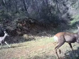 Karacalar kamerada
