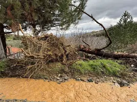 Karacasu’da aşırı yağışlar sonrası toprak kaydı, ağaçlar devrildi
