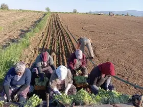 Karacasu’da çiftçilerin tütün mesaisi başladı

