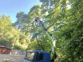 Karacasu’daki anıt ağaçlar yaz dönemine hazırlandı
