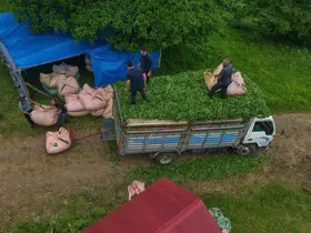 Karadeniz insanı yine zekasını konuşturdu, zor işi kolaylaştırdı
