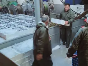 Karadeniz’de hamsi bolluğu
