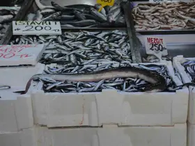 Karadeniz’de nadir görülen yılan balığı yakalandı
