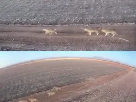 Karaman’da aç kalan kurtlar ovaya indi

