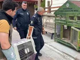 Karaman’da yaralı doğan koruma altına alındı
