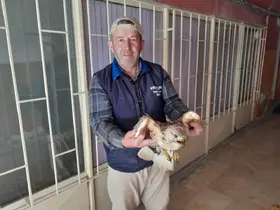 Karapınar’da yaralı kızıl şahin tedavi altına alındı