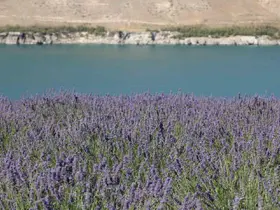 Karapınar’da Acıgöl ve lavanta bahçesi uğrak noktası oldu