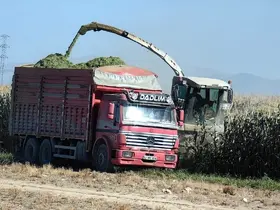 Karapınar’da mısır hasadı başladı
