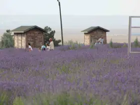 Karapınar’ın lavanta bahçesi doğa severlerin uğrak noktası oldu