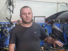 Karga ile tamircinin sıradışı dostluğu...Tamirhanede birlikte çalışıyorlar
