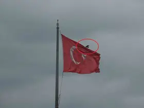 Karganın Türk bayrağı inadı
