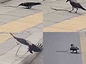 Karganın yılan avı kameraya yansıdı
