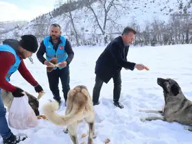 Karla kaplanan orman ve yaylalardaki canlılara şefkat eli
