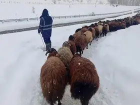 Karlıova’da besicilerin zorlu kış mesaisi
