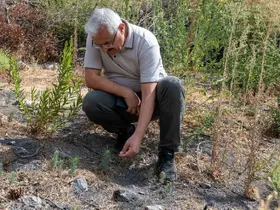 Karşıyaka Yamanlar’da yanan ormanlar yeşeriyor
