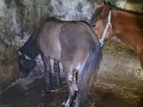 Kars’ta 15 atı ayaklarından vurdular
