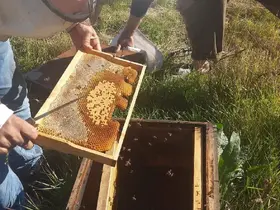 Kars’ta arıcılığa güç, üretime destek: Kovan başına 250 TL’ye kadar destek
