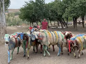 Kars’ta asırlık "koç katım" geleneği renkli görüntülere sahne oldu
