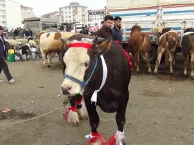 Kars’ta kurban pazarı hareketlendi: 700 kiloluk süslenmiş düve ilgi odağı oldu
