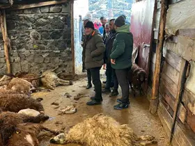 Kars’ta kurt dehşeti: Aç kurtlar 130 koyunu telef etti
