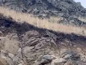 Kars’ta ormanların hayaleti vaşak kameraya yansıdı
