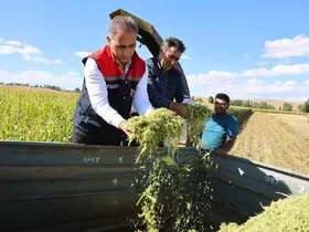 Kars’ta silajlık mısır hasadı
