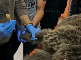Kars’ta yaralı bozayının tedavisi yapılıyor
