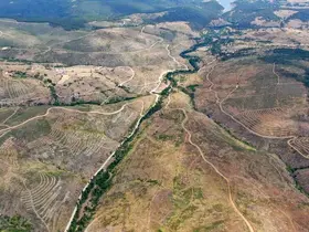 Kastamonu’da küle dönen bin 256 hektarlık orman yeniden ağaçlandırılıyor

