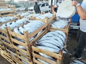 Kastamonu’da palamut bereketi: Kiloluk palamutlar 40 TL’ye satılıyor
